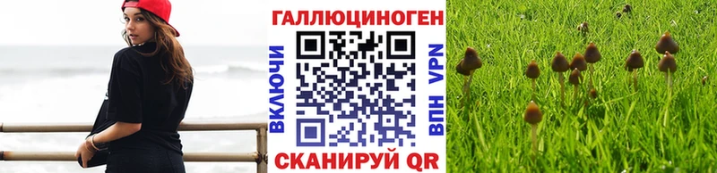 Псилоцибиновые грибы Psilocybe  Коммунар 
